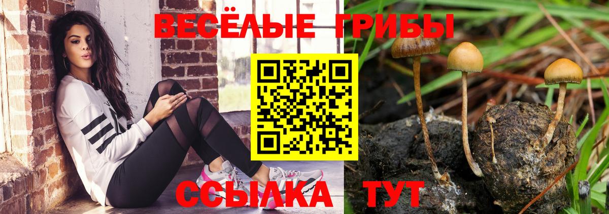 Галлюциногенные грибы Psilocybe Новоалтайск